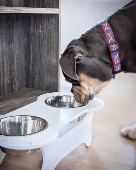 dog leaning down towards food bowl
